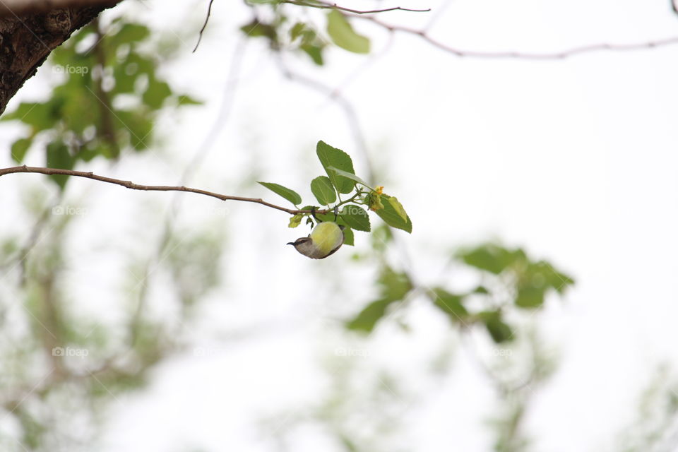 purple rumped sunbird