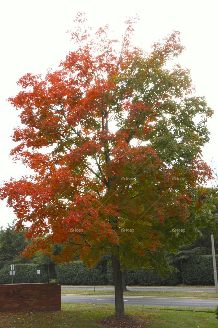 Multicolored tree