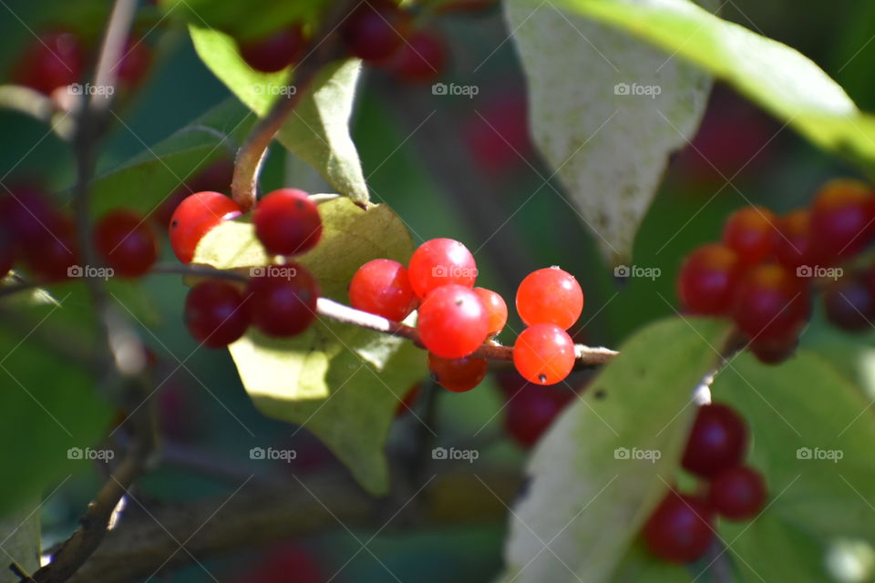 berries on tree