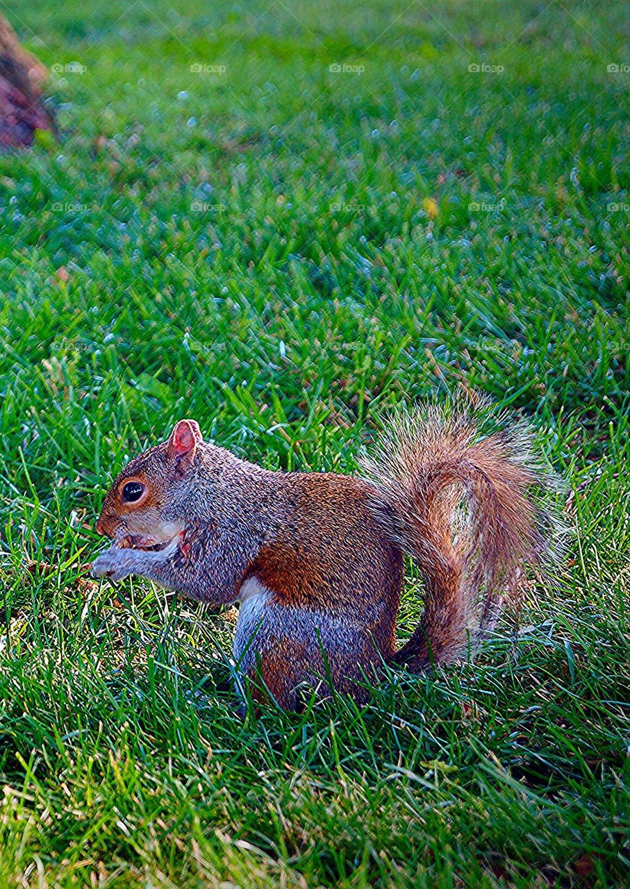 Squirrel