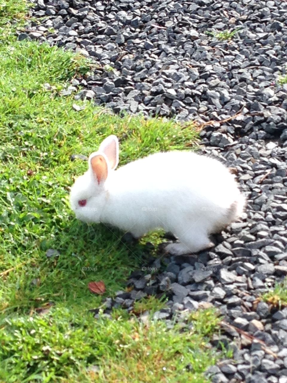Nature, Cute, Fur, Grass, Animal