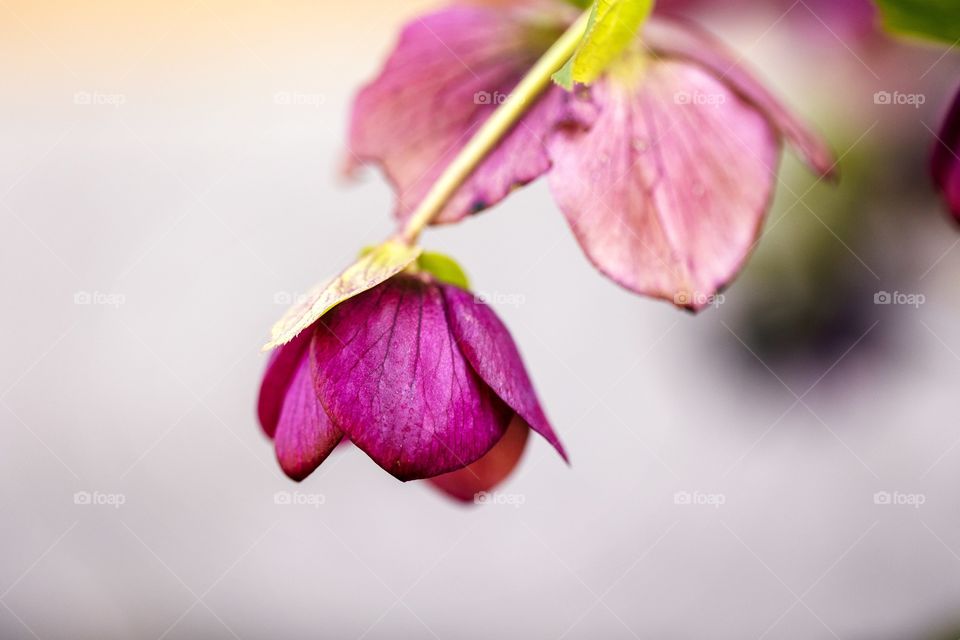 A portrait of a pink flower hanging downward on a bush with beautiful petals.