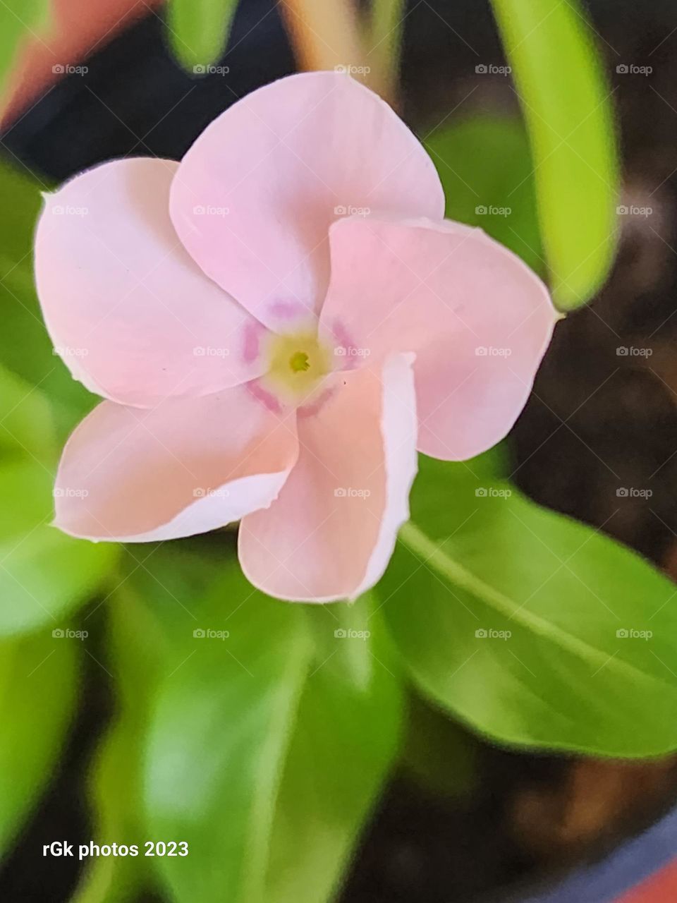 peach vinca star