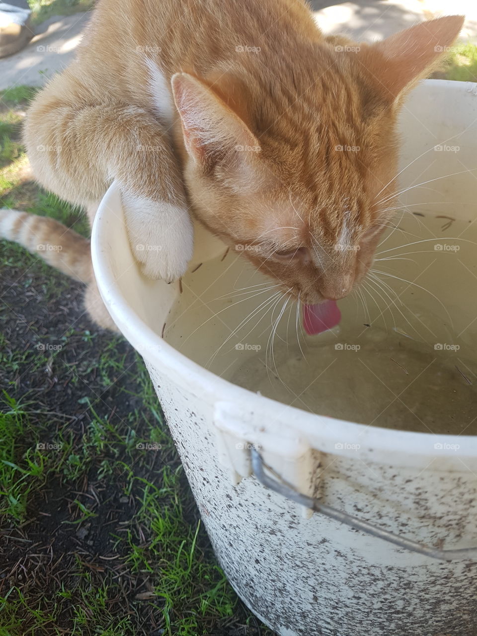 Carl the cat knows it's important to stay hydrated on these hot summer days. Be like Carl and drink lots of water kids!