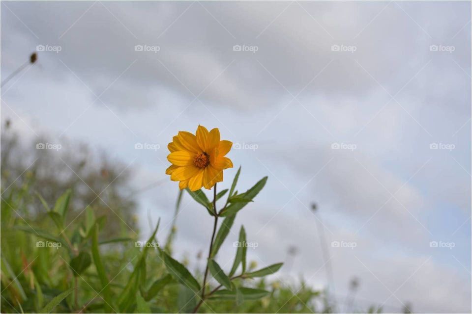 Yellow flower rain day