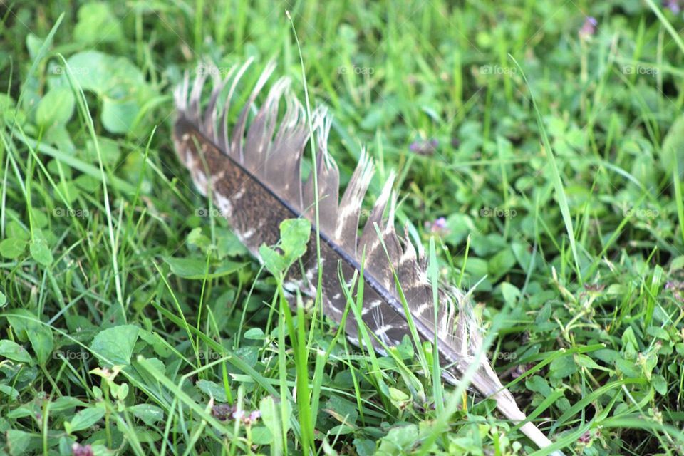 Turkey feather in the grass 