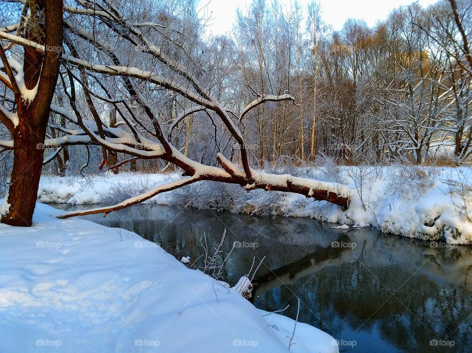 The tree fell to the other side across the river