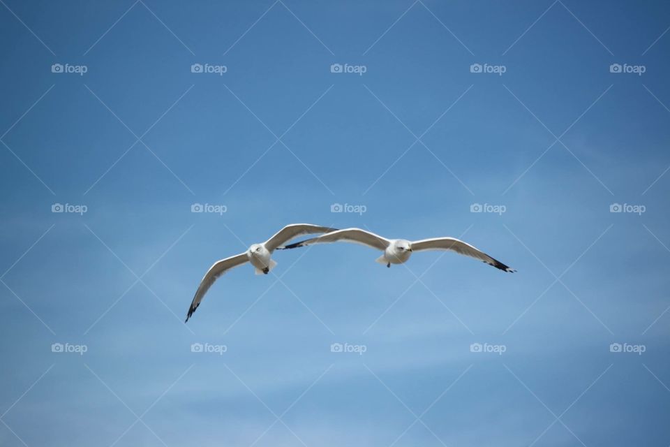 Soaring Seagulls