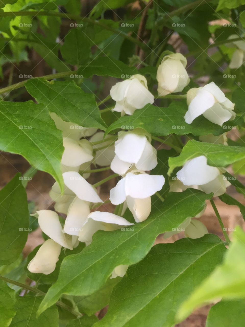 Leaf, Nature, Flora, Tree, Outdoors