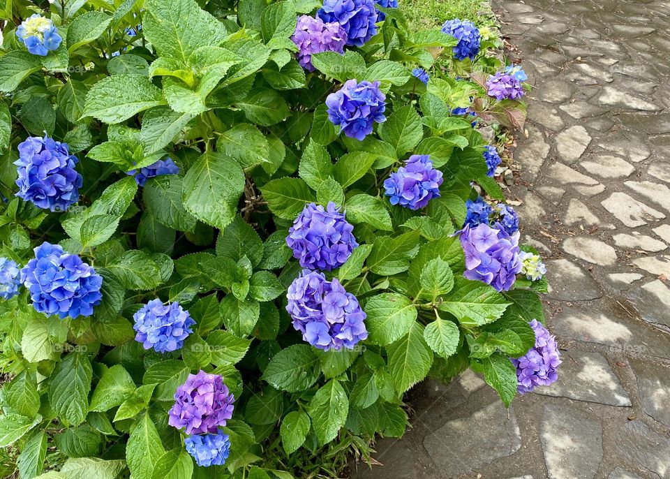 Blue Hydrangea in the park