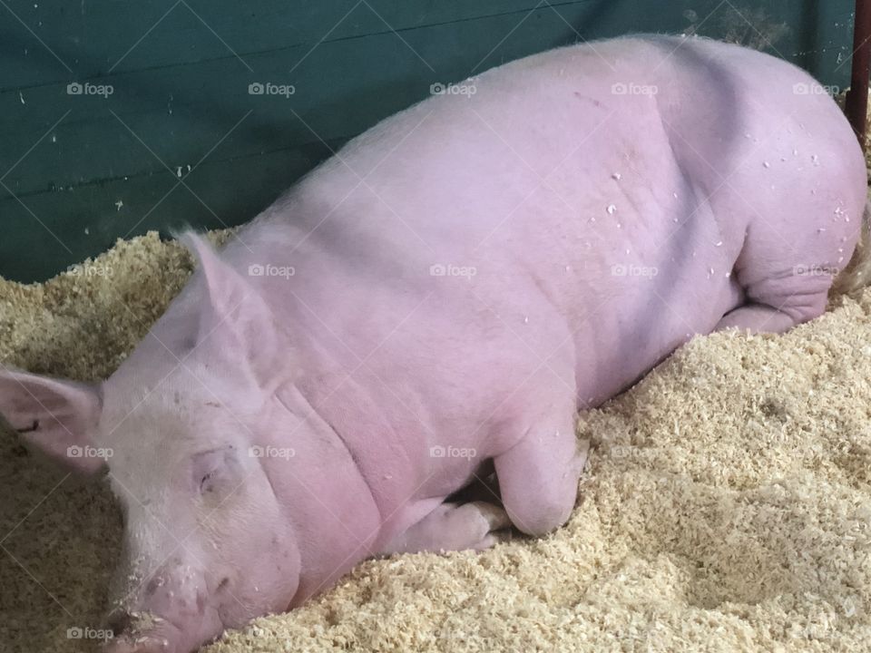Piggy sleeping