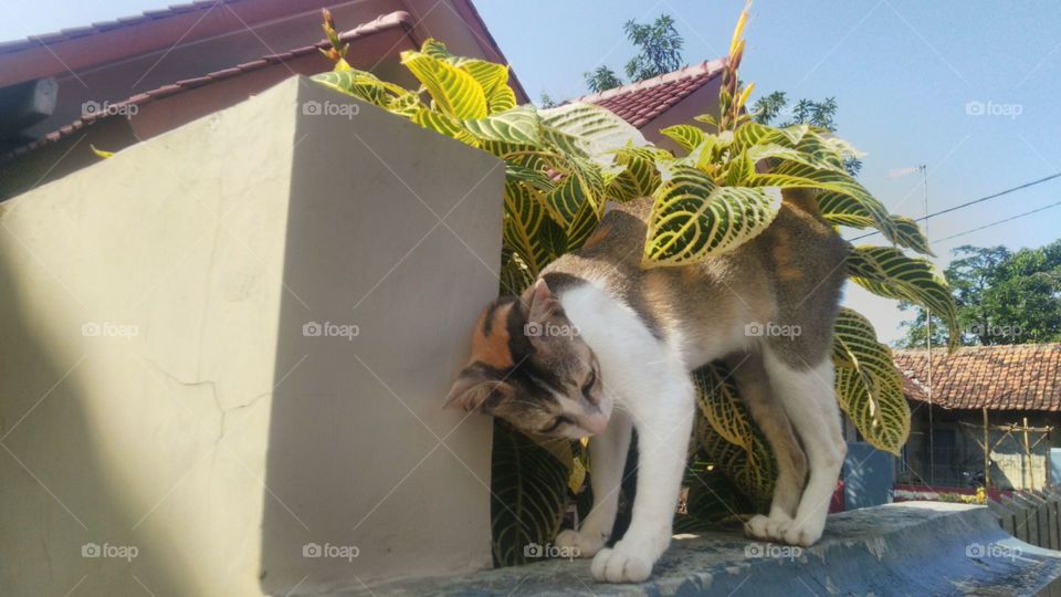 Cats want to be rubbed