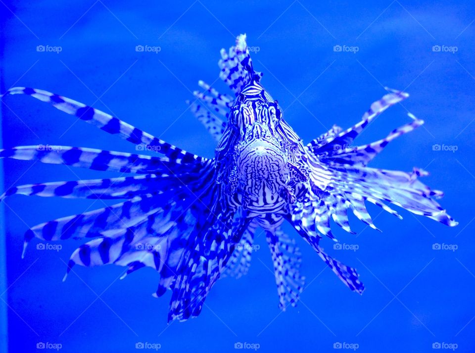 A colorful, elegant fish swimming in blue water