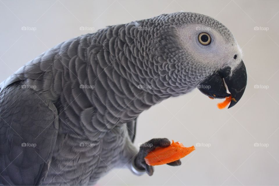 Parrot. Eating carrot