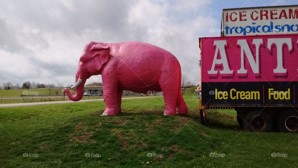 pink elephant