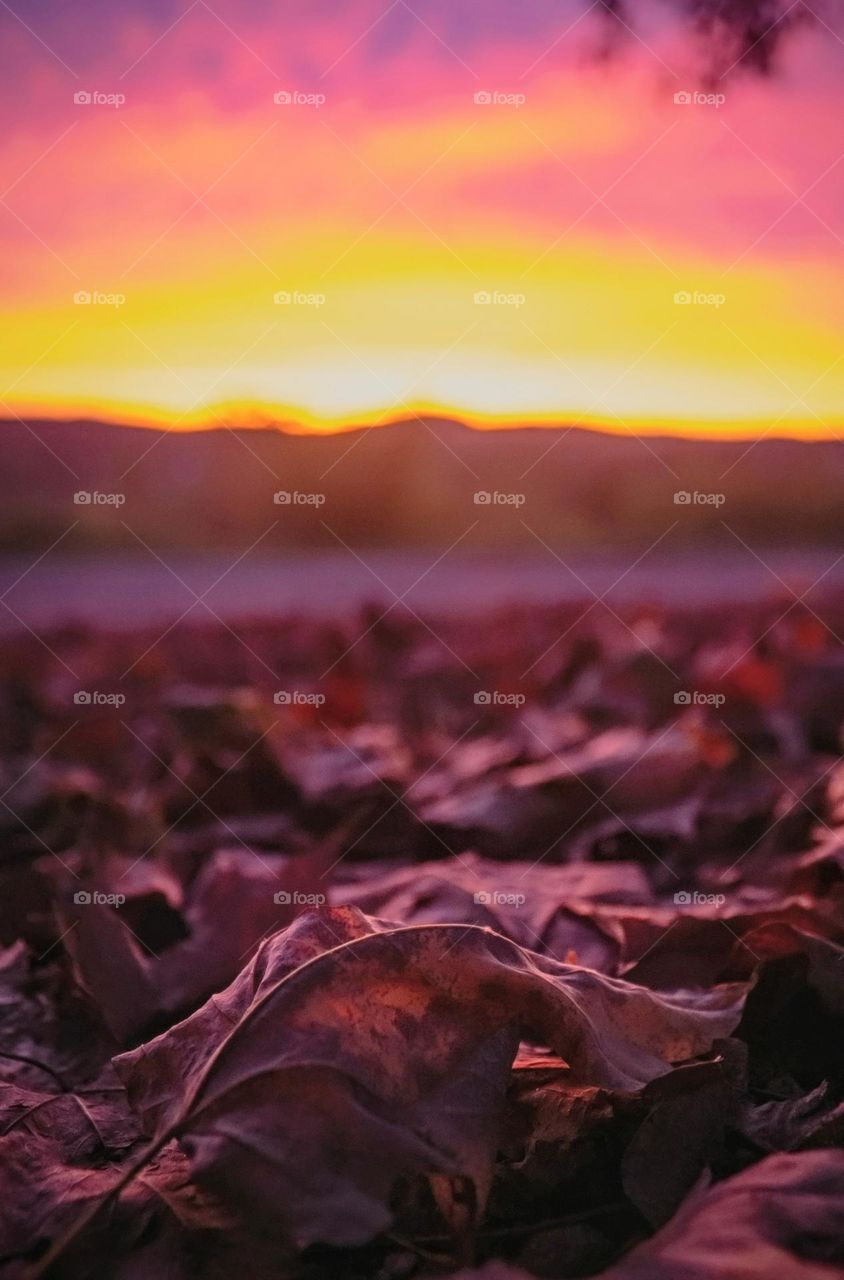 The fires of sunset upon fallen autumn leaves in the heart of New England, USA. 2023.