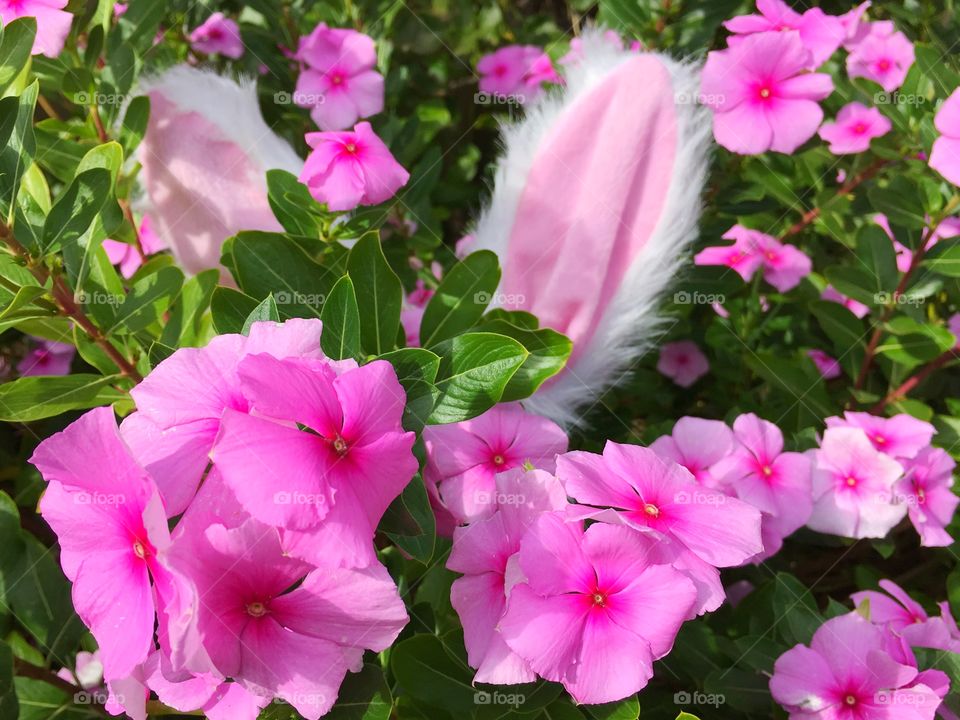 Pink bunny rabbit hiding behind pink flowers 