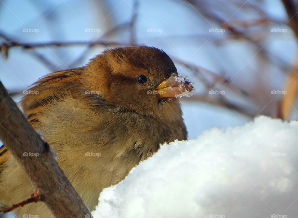 Sparrow portrait