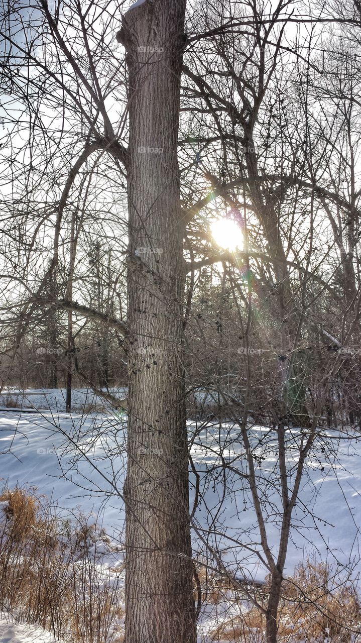 Wintery Trees