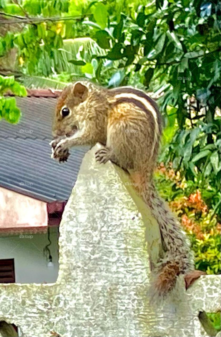 Squirrel Of Srilanka