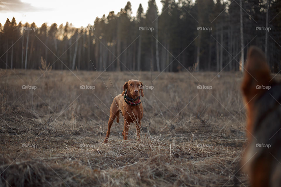 Hungarian vizsla playing outdoor at spring evening 