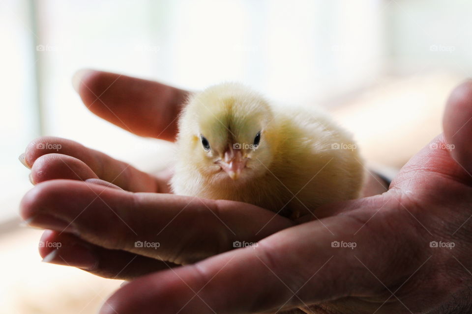 Close-up of hand holding a chick