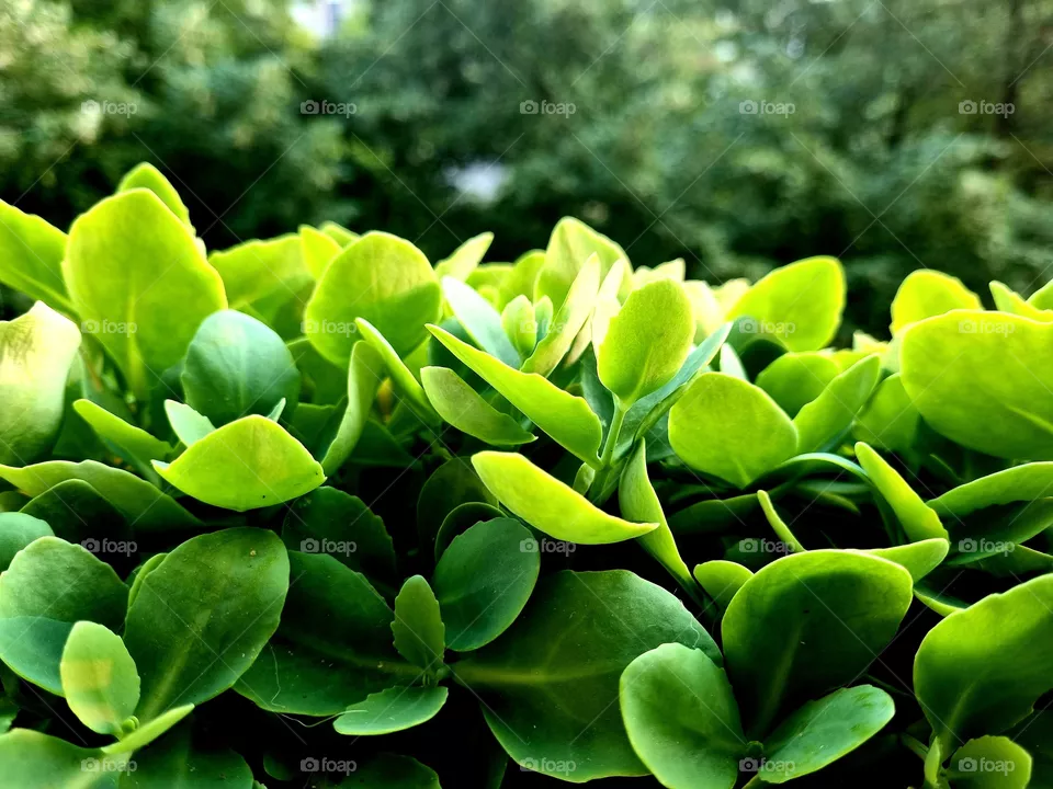 simple green