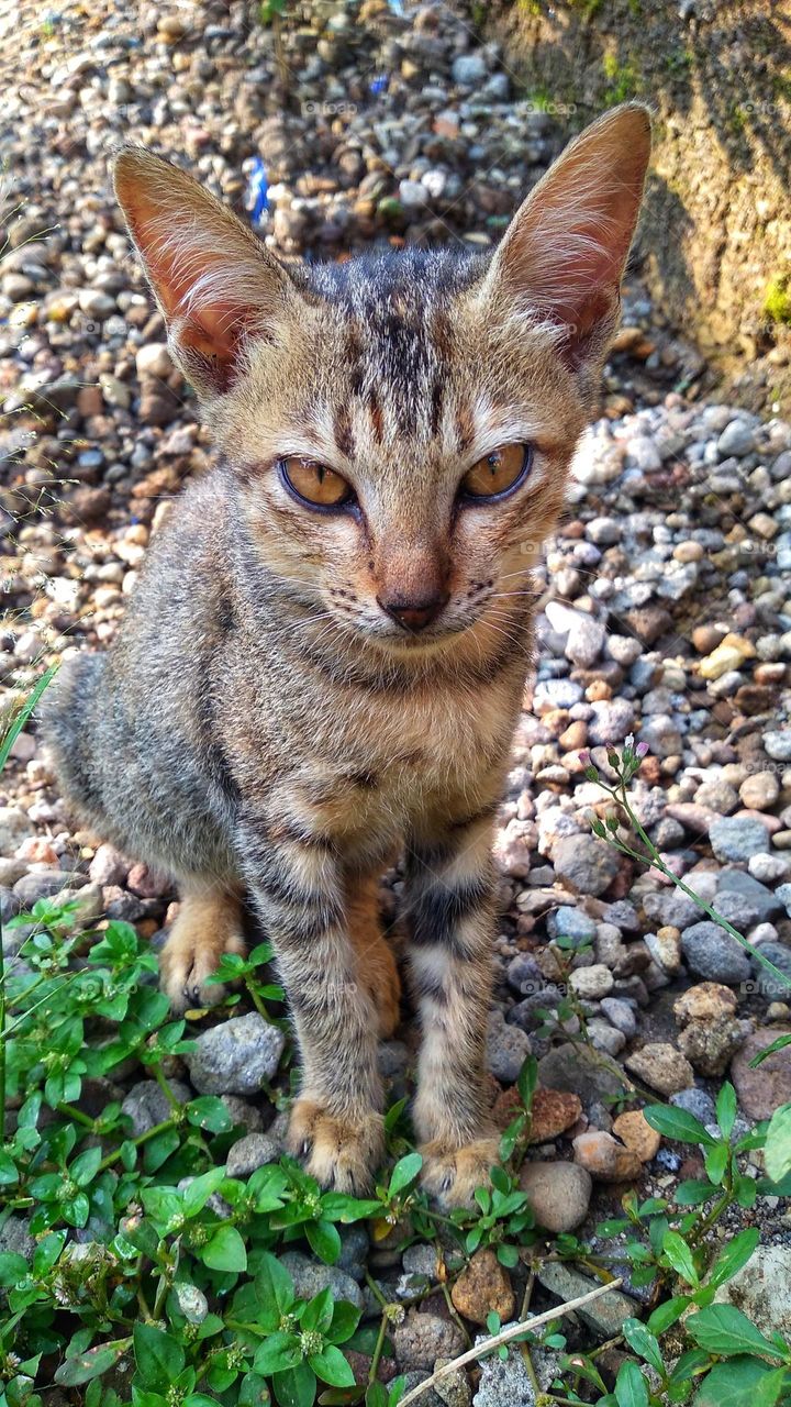 cute cat sitting between small stones