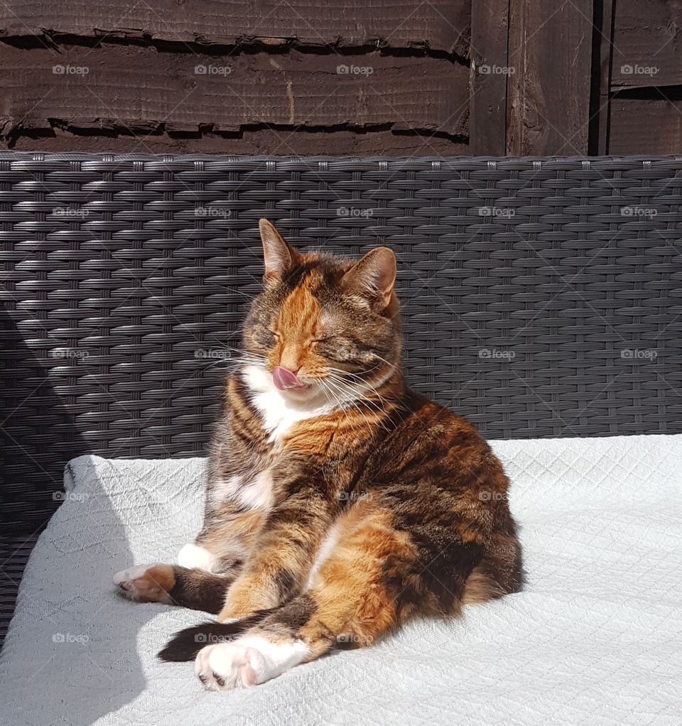 sunbathing cat