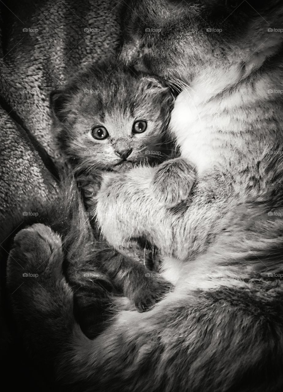 little cute kitten with its mother