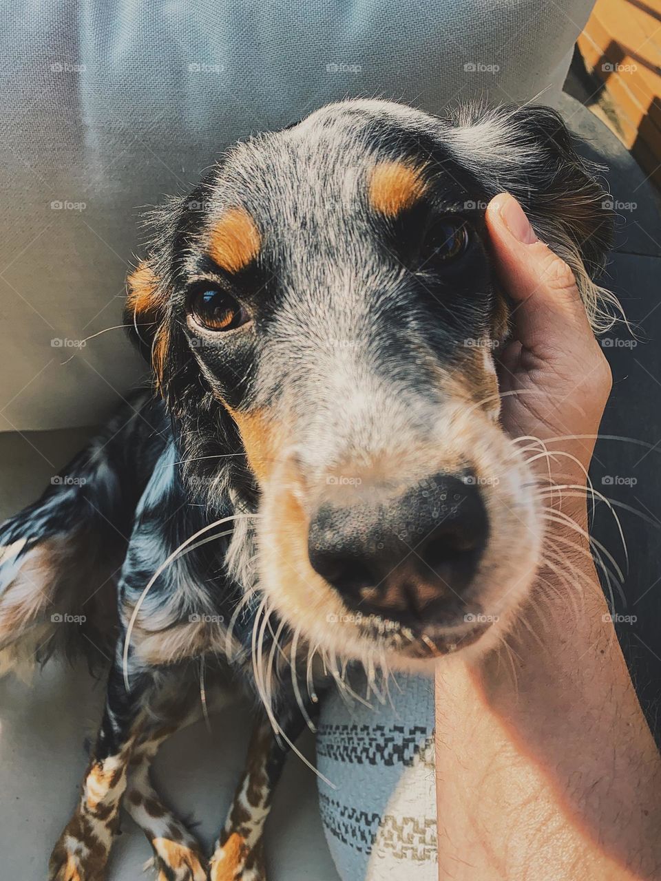 Owner petting puppy