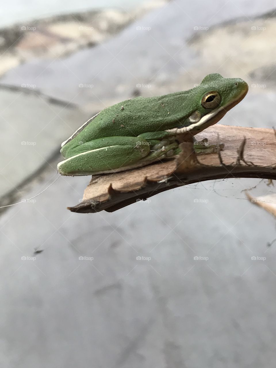 Frog on palma stub