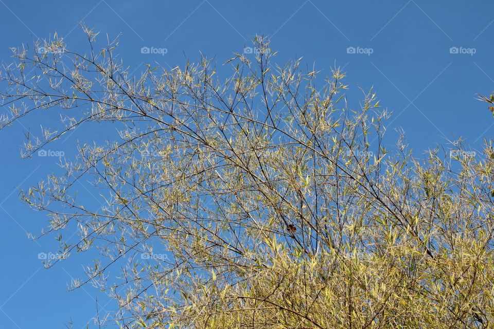 Wind blowing the leaves