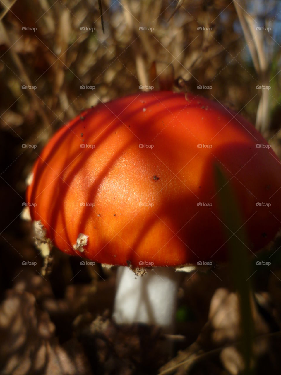 Red mushroom