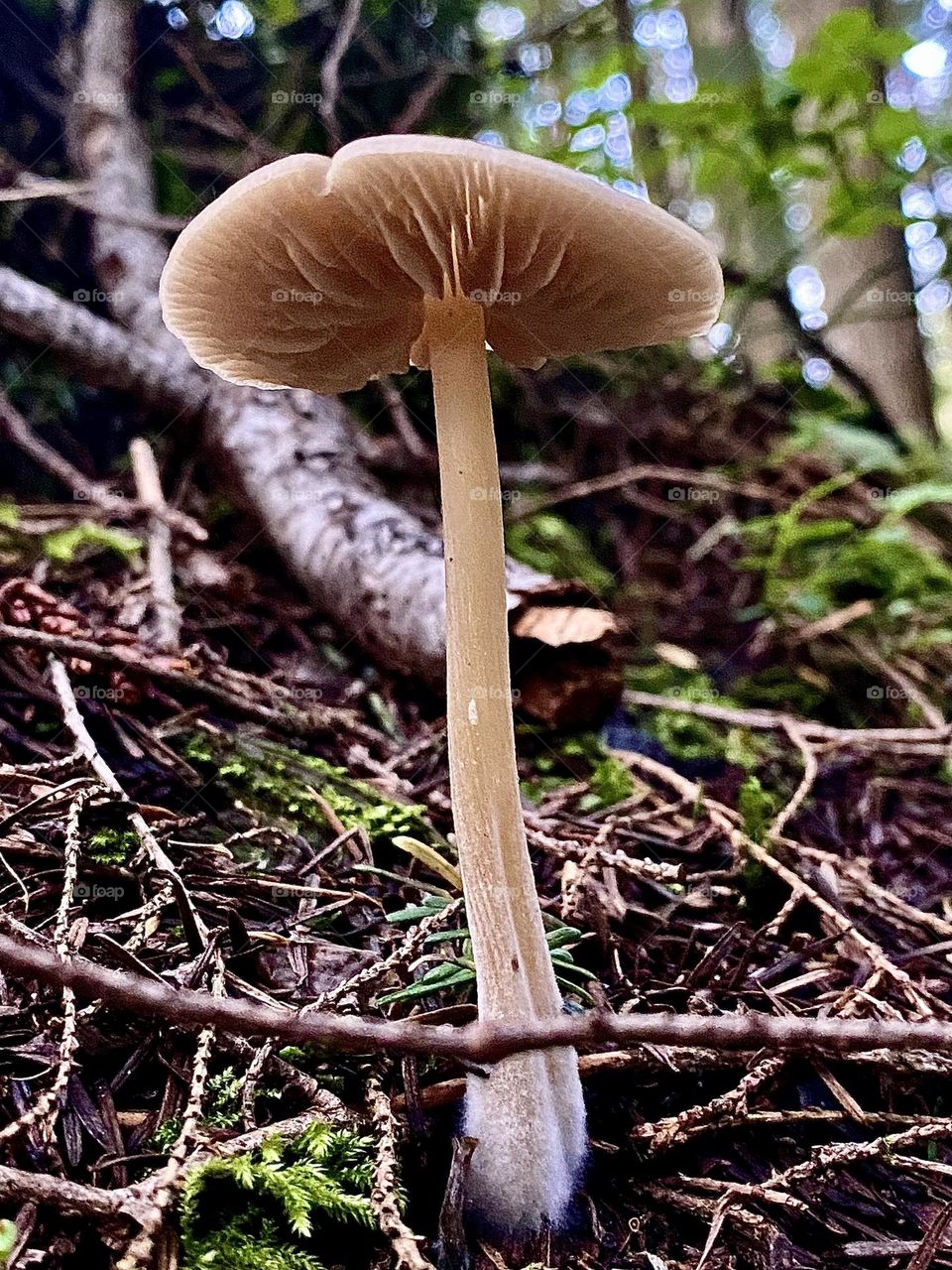 Mushroom underneath 