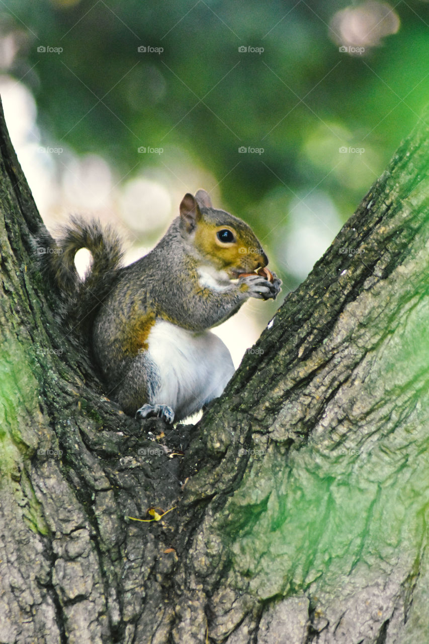 Squirrel Photograph from Watling Park Edgware London 
