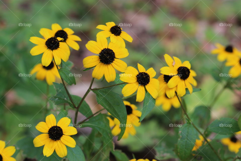 A cluster of small sunflowers - abstract 