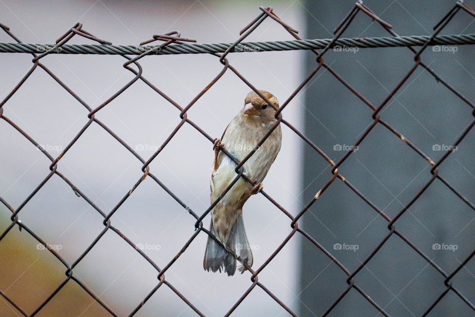 A sparrow on a wire fence