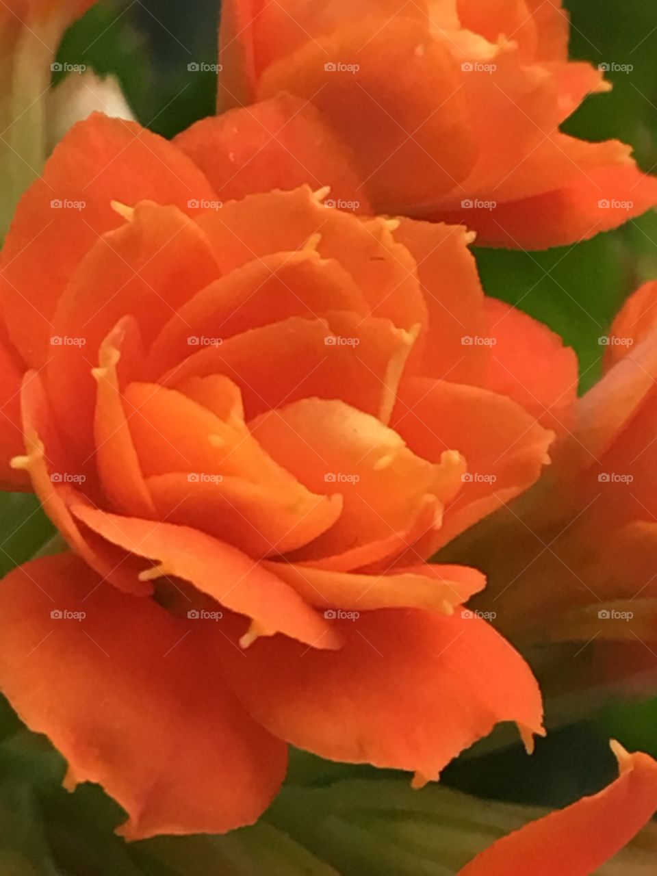 Orange flower 