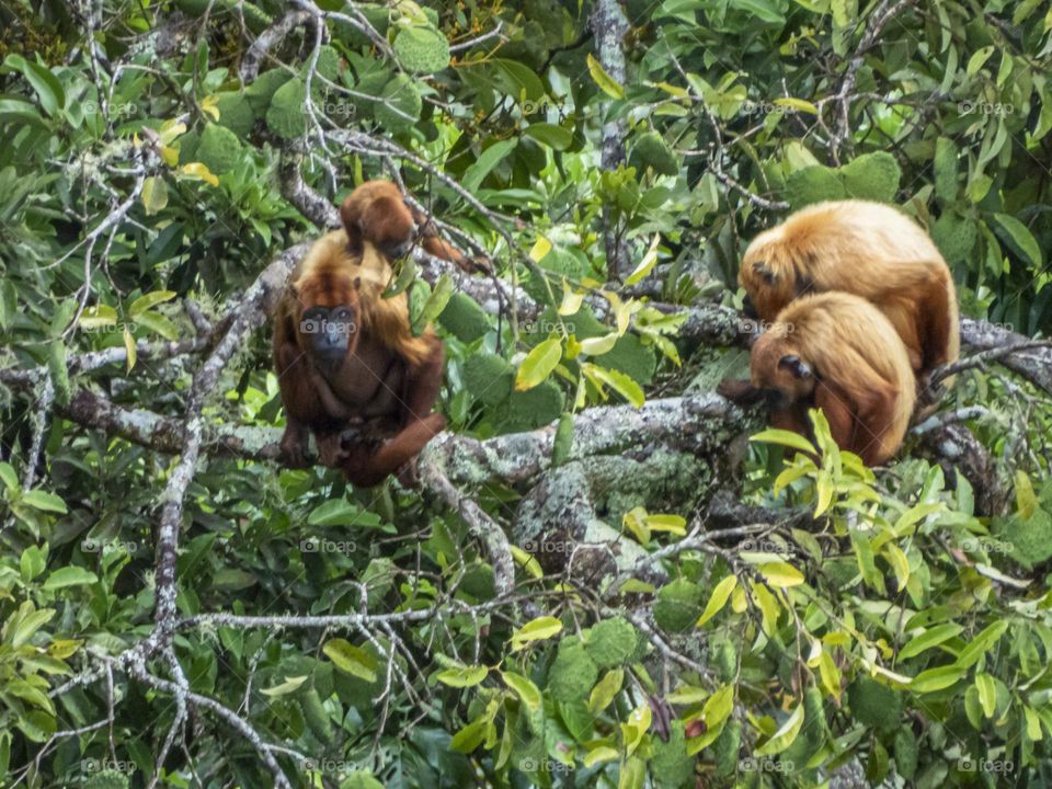 Família de macacos na floresta amazônica 📸