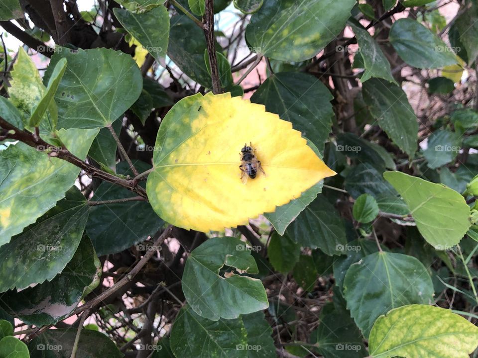 Beautiful bee on a yellow leaf in spring