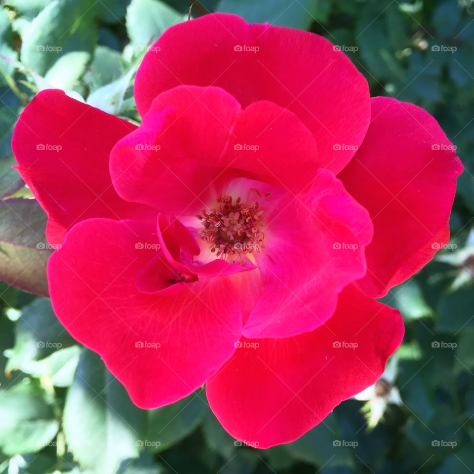 Knockout Rose