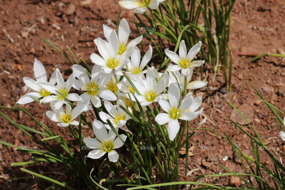 Perky, short white flowers rising out of the red sand