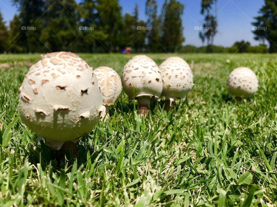 Mushroom in the cemetery 