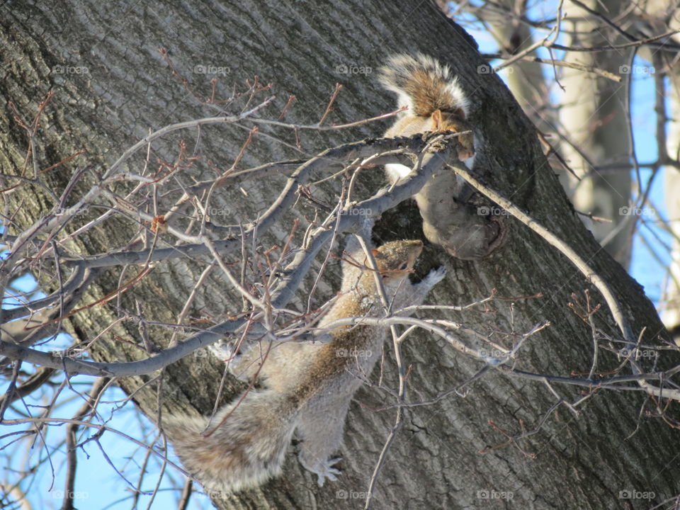 Squirrels