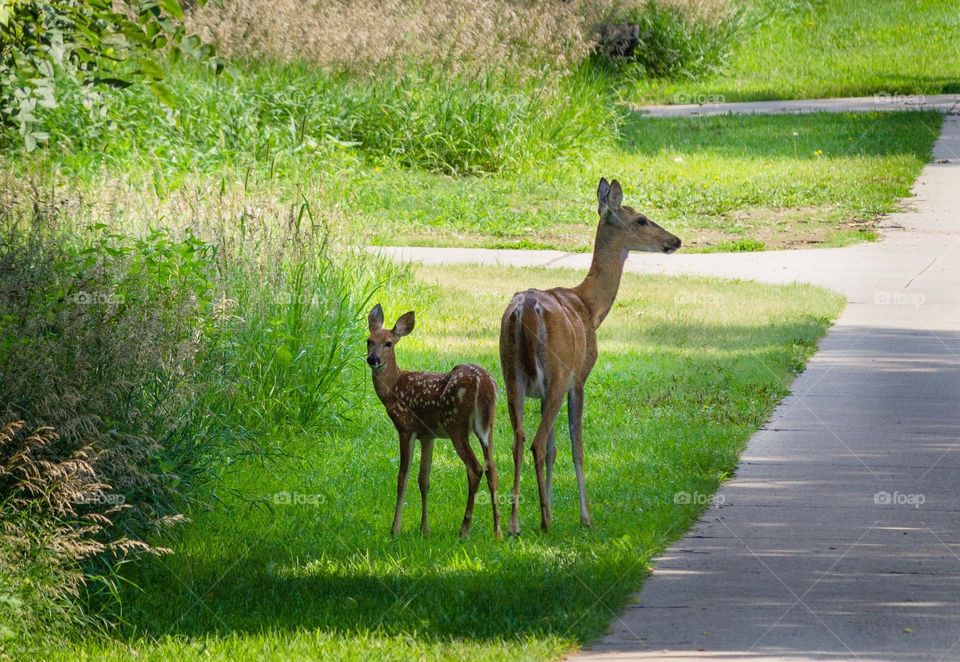 Beautiful brown colour deer