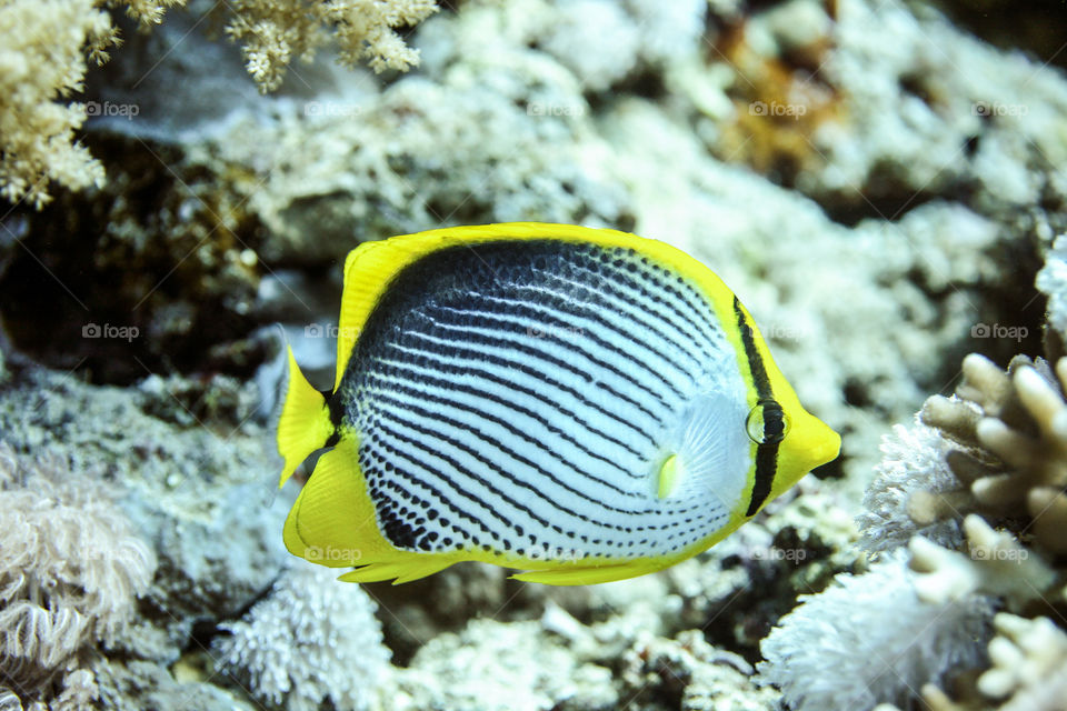 Butterflyfish. 