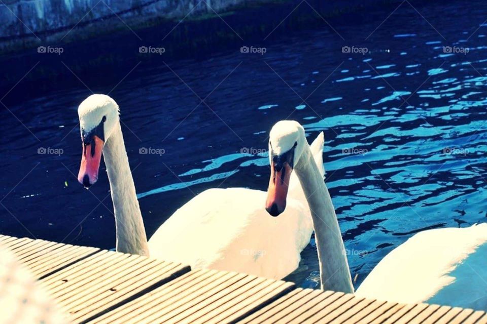 Swans glaze