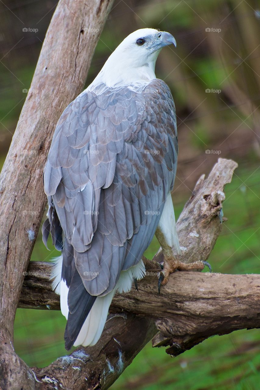 White Bellied Sea Eagle