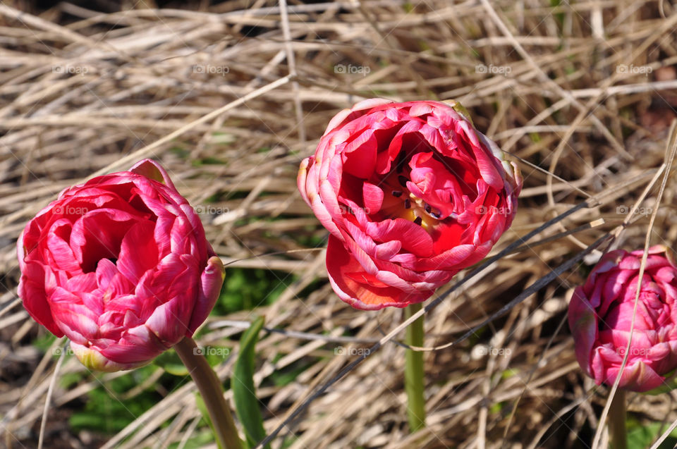 Tulips 